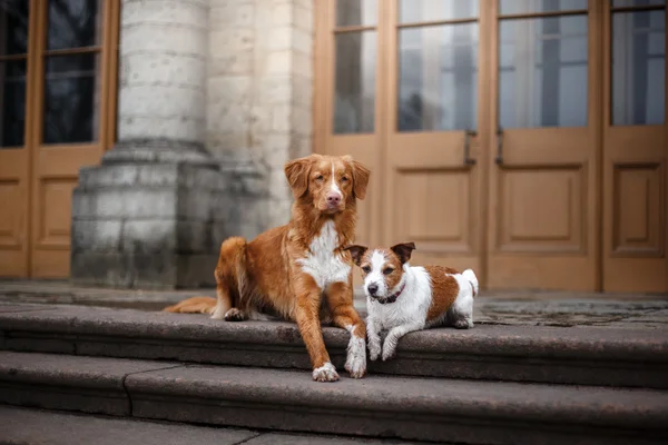 Toller hund sitter vid en byggnad — Stockfoto