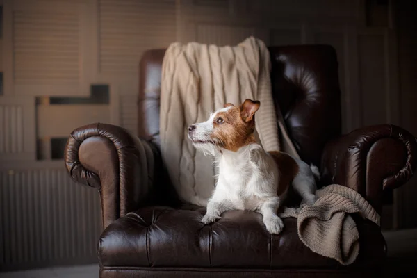 Jack Russell Terrier pies w fotel w domu — Zdjęcie stockowe