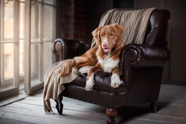 Cão na poltrona em casa Pato Tolling Retriever — Fotografia de Stock