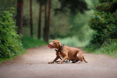 çukur boğa korkunç köpek parkta