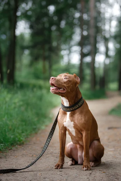 Pit bull terrier cão no parque — Fotografia de Stock