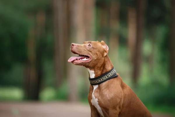Pit bull terrier perro en el parque —  Fotos de Stock
