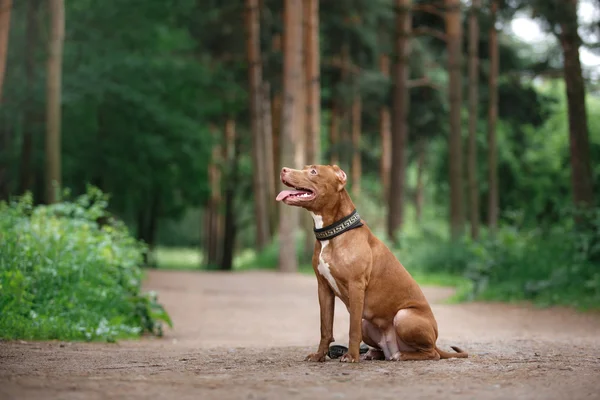 Pitbull Terrier Hund im Park — Stockfoto