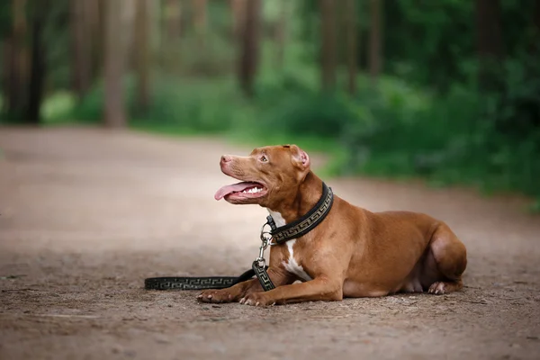 Pitbull Terrier Hund im Park — Stockfoto