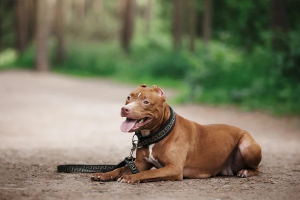 Hond van de Terriër van de stier van de kuil in het park — Stockfoto