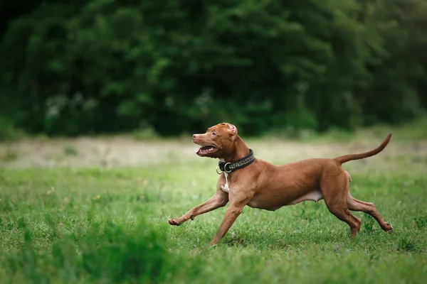 Pit bull terrier dog in the park — Stock Photo, Image