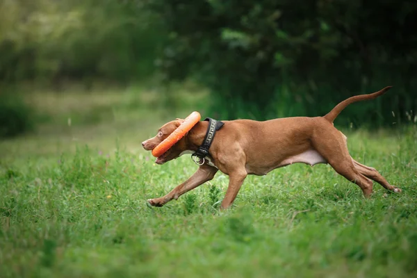 Pit bull terrier perro en el parque — Foto de Stock
