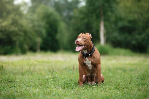 Pit bull terrier dog in the park — Stock Photo, Image