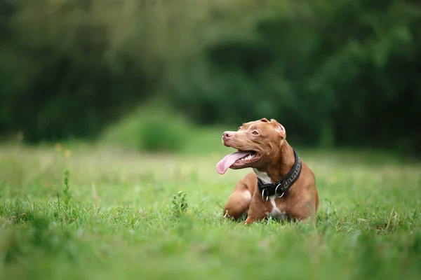 Pit bull terrier cão no parque — Fotografia de Stock