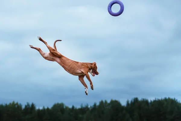 Hund spielt, springt, Pitbull Terrier — Stockfoto