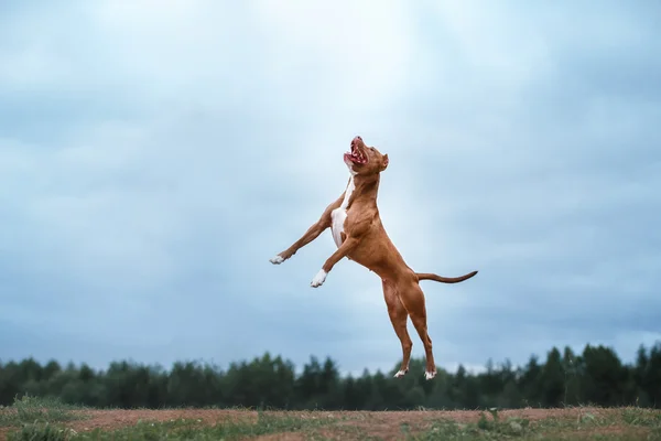 Hund spielt, springt, Pitbull Terrier — Stockfoto