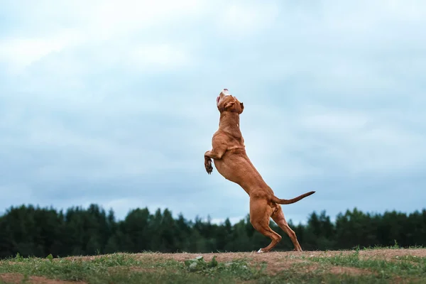 Jeu de chien, saut, pit bull terrier — Photo