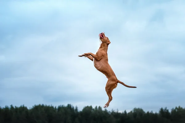 Hund spielt, springt, Pitbull Terrier — Stockfoto