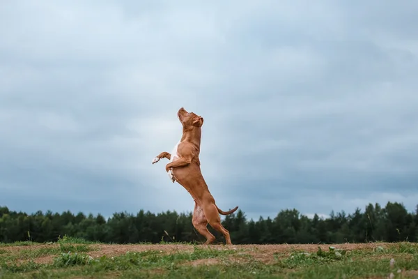 Perro jugando, saltando, pit bull terrier —  Fotos de Stock