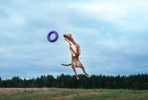 Hund spielt, springt, Pitbull Terrier — Stockfoto