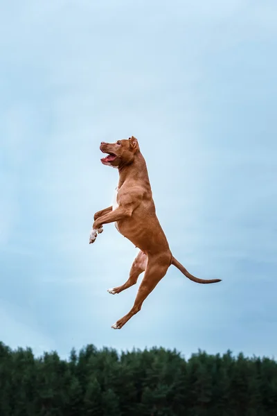 Собака играет, прыгает, пит-бык терьер — стоковое фото