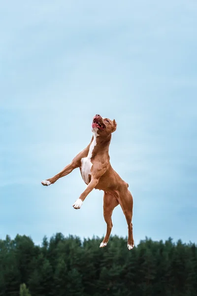 Dog playing, jumping, pit bull terrier — Stock Photo, Image