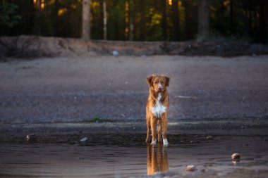 Sahilde, yaz yürüyüşler su köpek
