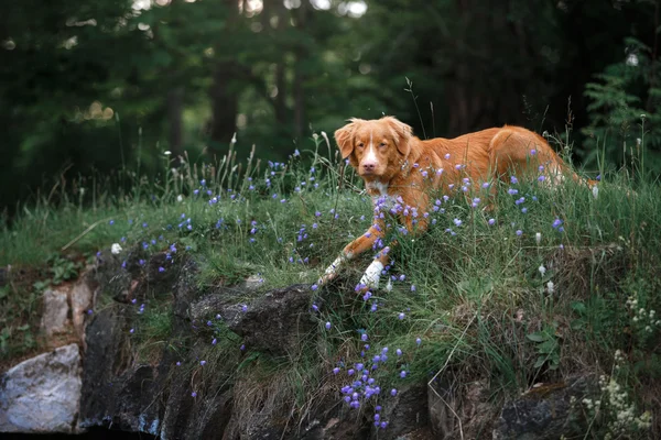Cão em flores em um parque na natureza — Fotografia de Stock