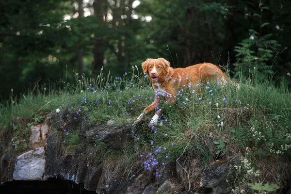 Σκύλος σε λουλούδια σε ένα πάρκο στη φύση — Φωτογραφία Αρχείου