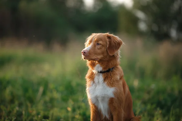 Pies w kwiecie w parku o charakterze — Zdjęcie stockowe