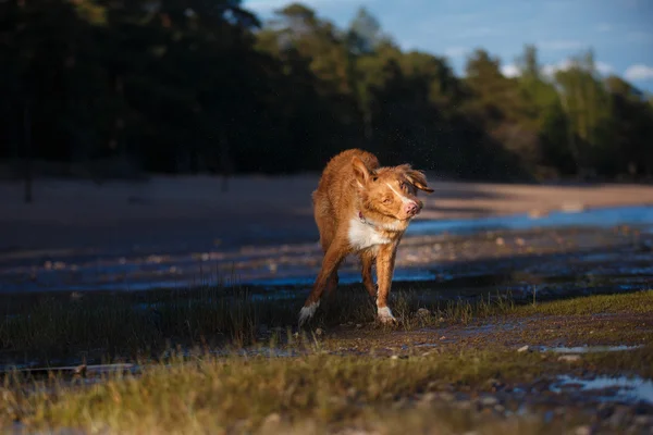 Pies na plaży, letnich spacerów na wodzie — Zdjęcie stockowe