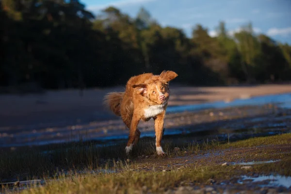 Dog on the beach, summer walks on water — Stock Photo, Image