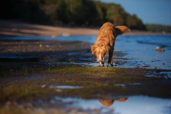 Dog on the beach, summer walks on water — Stock Photo, Image