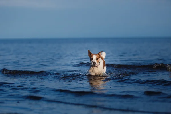 Cão na praia, passeios de verão na água — Fotografia de Stock