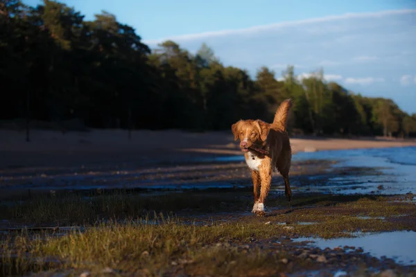 Cane sulla spiaggia, passeggiate estive sull'acqua — Foto Stock