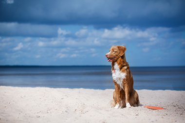 Nova Scotia Duck Tolling yürüme, yaz aylarında kumsalda oynarken Retriever