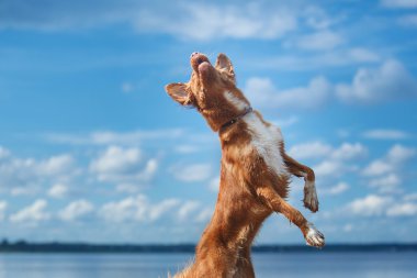 Nova Scotia Duck Tolling yürüme, yaz aylarında kumsalda oynarken Retriever