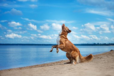 Nova Scotia Duck Tolling yürüme, yaz aylarında kumsalda oynarken Retriever