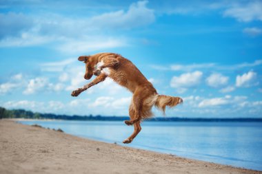 Nova Scotia Duck Tolling yürüme, yaz aylarında kumsalda oynarken Retriever
