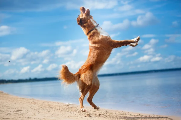 Nova Scotia Duck Tolling Retriever spacery, gry na plaży latem — Zdjęcie stockowe