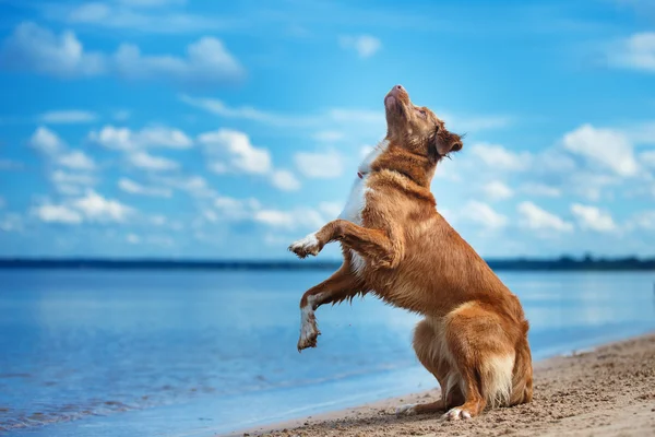 Nova Scotia Duck Tolling yürüme, yaz aylarında kumsalda oynarken Retriever