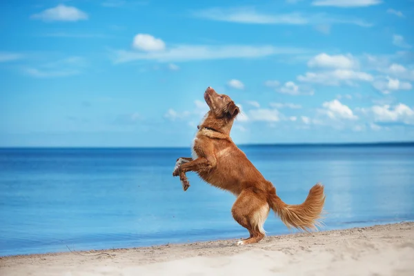 Nova Scotia Duck Tolling yürüme, yaz aylarında kumsalda oynarken Retriever — Stok fotoğraf