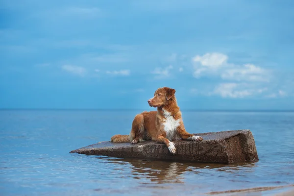 Nova Scotia Duck Tolling Retriever walking, playing on the beach in summer — Stock Photo, Image