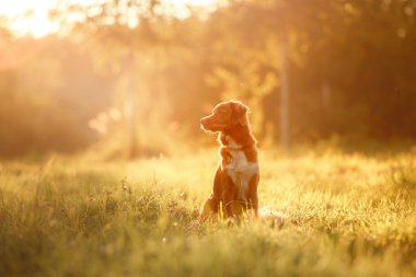 köpek doğa, Yeşiller yürüyüşleri, Nova Scotia Duck Tolling Retriever çiçekler