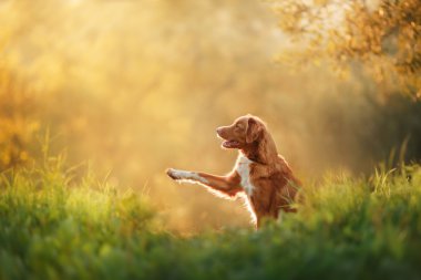 köpek doğa, Yeşiller yürüyüşleri, Nova Scotia Duck Tolling Retriever çiçekler