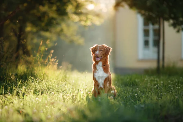 개 자연, 녹색에 산책, 노바 스코샤 오리 Tolling 리트리버 꽃 — 스톡 사진