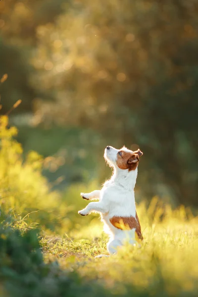 Pies spacery na charakter, Zieloni, Jack Russell Terrier na trawie — Zdjęcie stockowe