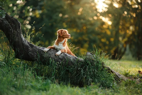 dog walks on nature, greens, flowers Nova Scotia Duck Tolling Retriever