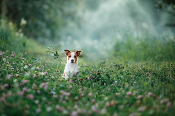 Hund promenader på naturen, gröna, Jack Russell Terrier på gräset — Stockfoto