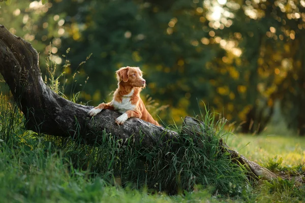 Hund promenader på naturen, gröna, blommor Nova Scotia Duck Tolling Retriever — Stockfoto