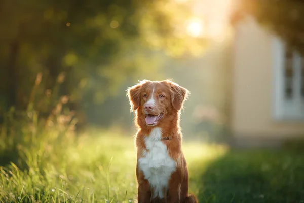 dog walks on nature, greens, flowers Nova Scotia Duck Tolling Retriever