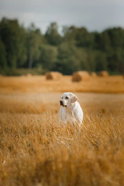 Piękny Labrador retriever, pies spacery w polu, — Zdjęcie stockowe