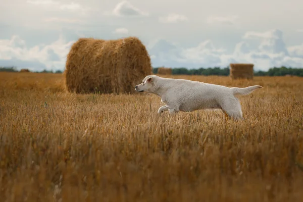 Gyönyörű Labrador retriever, kutya sétál a mező, — Stock Fotó