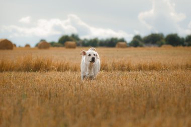 Güzel Labrador retriever köpek bir alanda yürüyüş,,