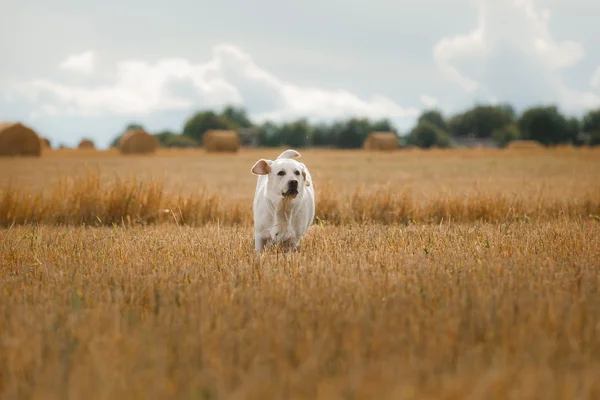 Lindo Labrador retriever, cão andando em um campo , — Fotografia de Stock